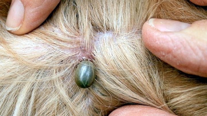 Rickettsia en Nuevo Laredo: ¿es mortal esta enfermedad transmitida por las garrapatas?