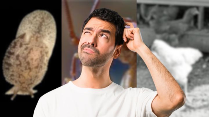 Animales 'inmortales': estos seres pueden sobrevivir a la decapitación