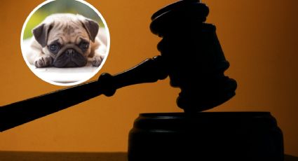 Juez castiga a mujer por golpear a perro; le impuso esta peculiar sanción