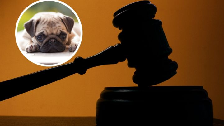 Juez castiga a mujer por golpear a perro; le impuso esta peculiar sanción
