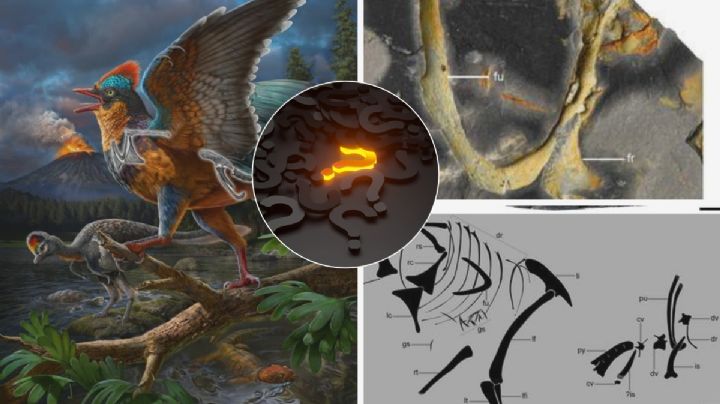 ¿Qué fue primero, el ave o el dinosaurio?: científicos descubren fósiles de un ave jurásica; así luciría
