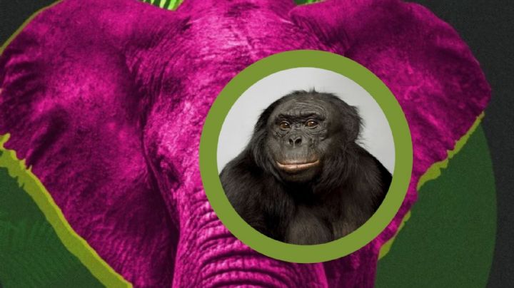 ¿Cuál es el animal con más conciencia del mundo?; no es el elefante ni el chimpancé