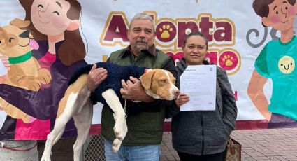 Buscan que animalitos de la calle tengan un hogar, les ofrecen estos servicios sin costo