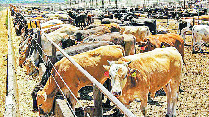 Golpea sequía a los ganaderos