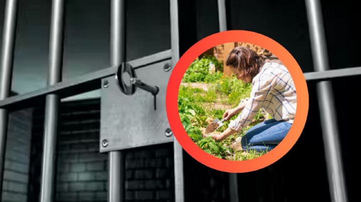 El cultivo de esta planta podría llevarte a prisión de 3 a 9 años por esta razón