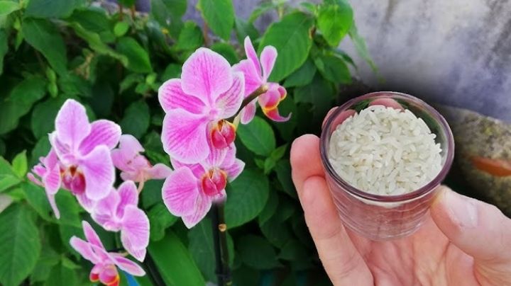 Fertilizantes naturales para orquídeas: cómo mantenerlas hermosas y llenas de flores