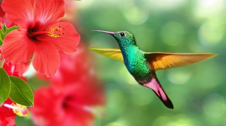 Colibrís en casa: ¿qué plantas debes tener para atraerlos a tu jardín?