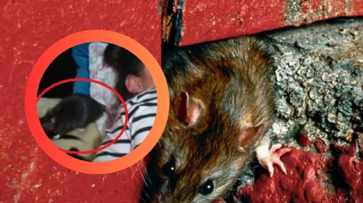 Plagas de ratas en la primavera de 2025: ¿qué esperar y cómo afectará a Texas?