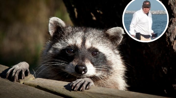 Autoridades buscan a hombre que roció cloro contra mapaches en Playa Miramar; ¿cuál será su sanción?