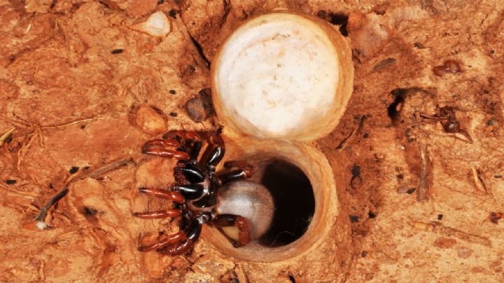 Descubren una nueva araña venenosa con habilidades para hacer túneles perfectos