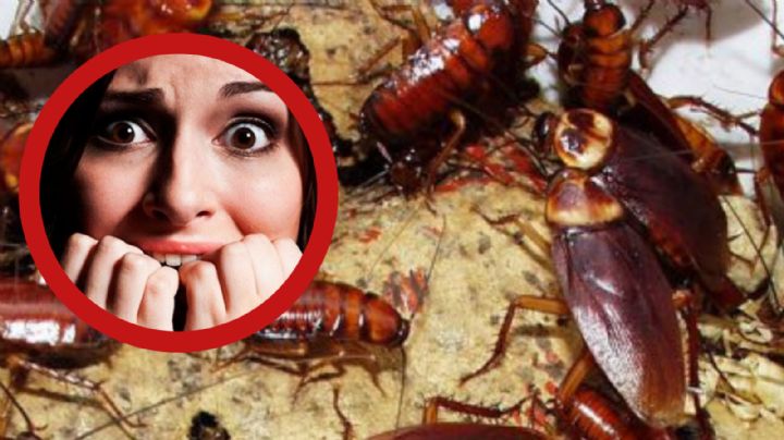 Temporada de calor: estos animales peligrosos podrían invadir tu casa y jardín; así puedes evitarlo