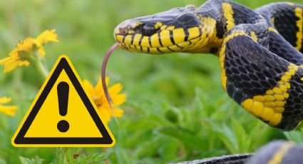 Temporada de serpientes en Texas: cómo evitar que una de estas 4 peligrosas especies invada tu casa