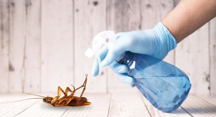 Prepara este líquido anti-cucarachas para fumigar tu casa: solución eficaz, ecológica y económica