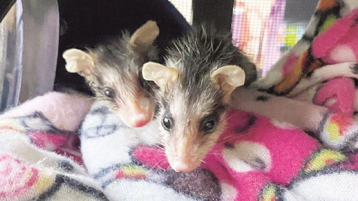 Rescatan a tlacuaches; piden no hacerles daño