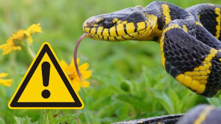 Temporada de serpientes en Texas: cómo evitar que una de estas 4 peligrosas especies invada tu casa