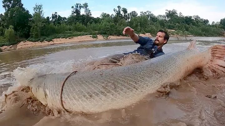 El catán, el gigantesco pez fósil viviente, ¿puede atacar a las personas?