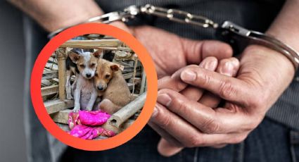 Hombre es detenido tras muerte de perro por insolación; encuentran a otros en malas condiciones