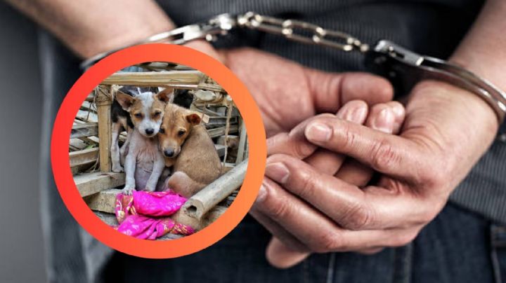 Hombre es detenido tras muerte de perro por insolación; encuentran a otros en malas condiciones
