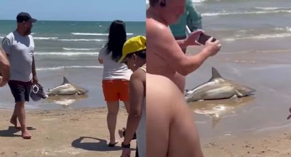 Tiburón se sale del mar en Texas y turistas se alertan por el animal en la arena | VIDEO