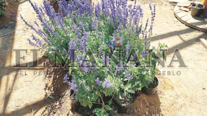 Mil árboles más, listos para plantar