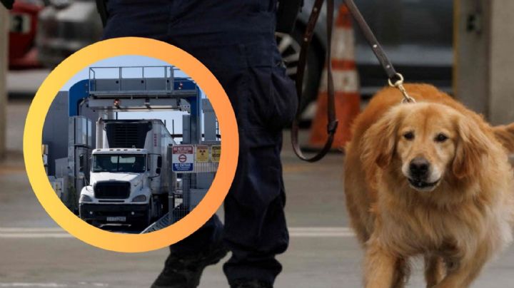 CBP descubre 742 kilos de metanfetaminas ocultos en cargamento de vegetales; ¿cómo lo descubrieron?