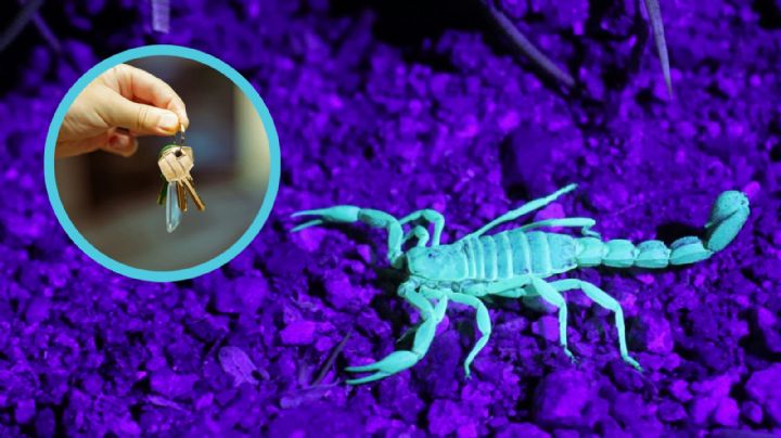 ¿Cuáles son los escondites favoritos de los alacranes al interior de tu casa?, esto sabemos