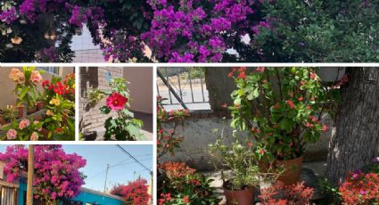 Florece Nuevo Laredo: lectores de El Mañana comparten sus jardines | FOTOS