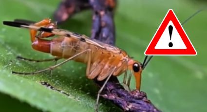 ‘Alacranes con alas’: ¿cuándo es su temporada y qué tan peligrosos pueden ser?