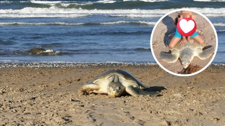 Mujer es acusada de maltrato animal; subió a su hija al caparazón de una tortuga en Playa Tesoro