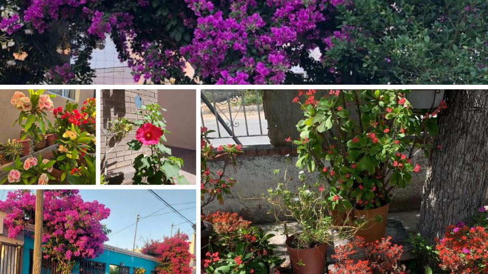 Los lectores de El Mañana de Nuevo Laredo compartieron orgullosos sus árboles y jardines.