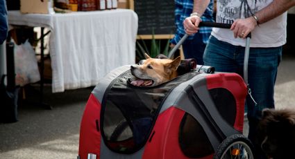 Urgen a jóvenes mexicanos tener bebés en lugar de mascotas, 'perrhijos' y 'gathijos'