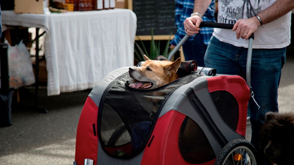 Muchos jóvenes prefieren mascotas que tener bebés.