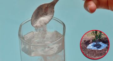 ¿Agua en polvo?, este es el invento que podría salvar a muchos agricultores de la sequías en México