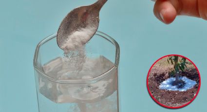 ¿Agua en polvo?, este es el invento que podría salvar a muchos agricultores de la sequías en México