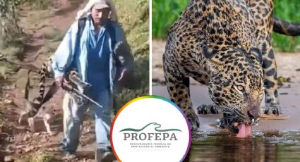Sujeto mata a jaguar en peligro de extinción; podría pasar hasta 7 años en prisión | VIDEO