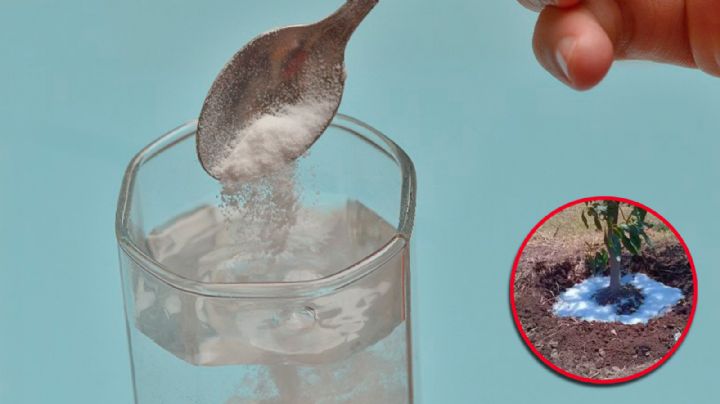 ¿Agua en polvo?, este es el invento que podría salvar a muchos agricultores de la sequías en México