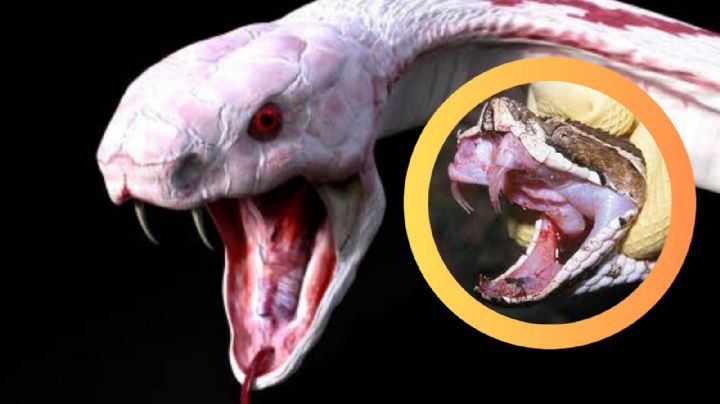 Estas serpientes pueden hacer algo que quizá no imaginaste; no solo morderte