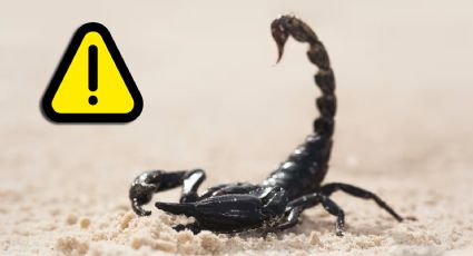 ¿Cómo identificar a un alacrán venenoso de uno inofensivo?; guía práctica para reconocerlos