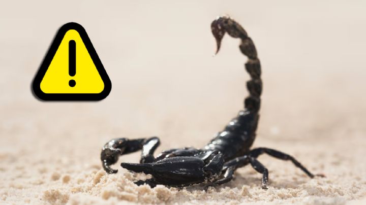 ¿Cómo identificar a un alacrán venenoso de uno inofensivo?; guía práctica para reconocerlos