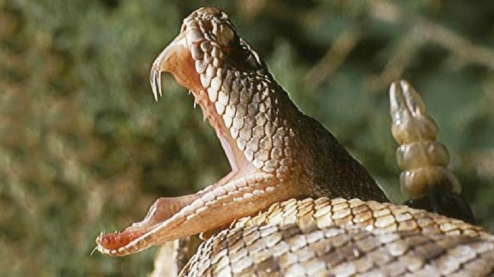 Víbora de cascabel mata a joven en la frontera de Tamaulipas; víctima quiso aplastarla y fue mordido