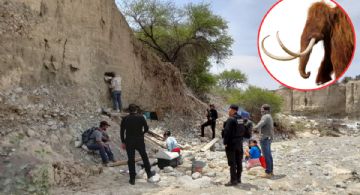 Encuentran restos de un mamut en el municipio de Tula; INAH los analiza