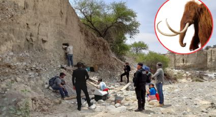 Encuentran restos de un mamut en el municipio de Tula; INAH los analiza
