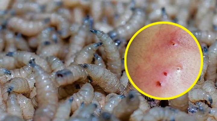 El gusano barrenador está en México; así es y estos son los síntomas