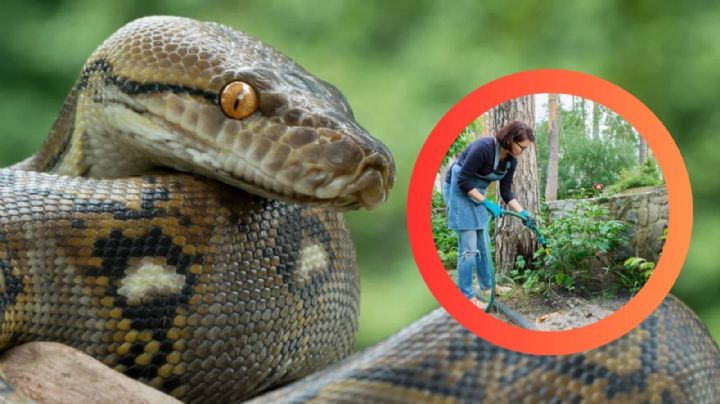Esta popular planta podría estar trayendo serpientes a tu casa; muy pocos lo saben