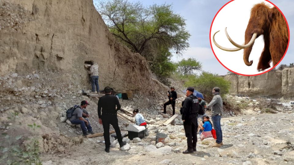 Los restos de un mastodonte fueron sustraídos de una zona poco transitada
