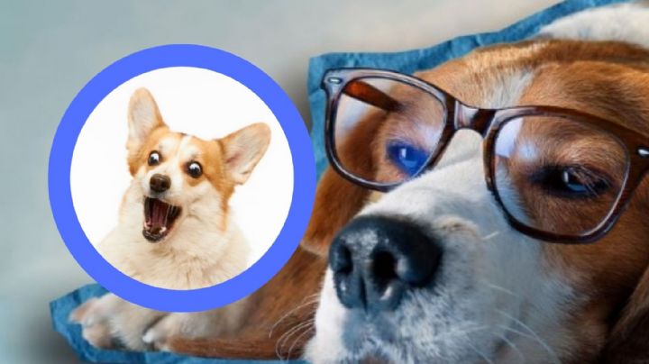 Así es como los perros ven el mundo, según la IA; no es en blanco y negro | FOTOS