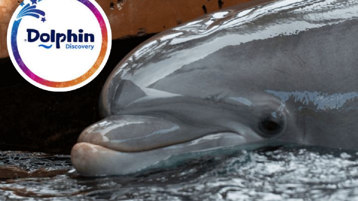 Operadora de parques acuáticos se declara en bancarrota; tiene denuncias por muerte de cuatro delfines