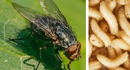Miasis: el gusano que te come por dentro; esta especie de mosca te lo introduce en la piel