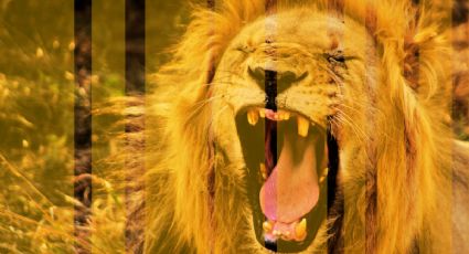 Un león mata a una niña en Parque Nacional; también reportan otro fallecido por ataque de elefante