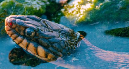 Conoce la mítica serpiente que cuida los Cenotes en Yucatán: si la ves, puede tener un significado